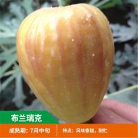 无花果树苗 耐寒地栽大盆栽阳台矮化波姬红当年结果南北方种植|布兰瑞克 三年苗明年结果