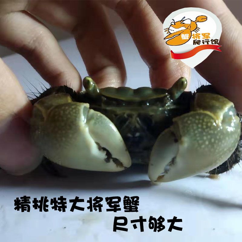 特惠特大将军蟹一只 紫罗兰束腰蟹 观赏蟹南海溪蟹田蟹溪蟹淡水蟹观赏