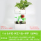 水培植物养鱼缸一体家用塑料创意懒人小型免换水桌面斗鱼专用客厅