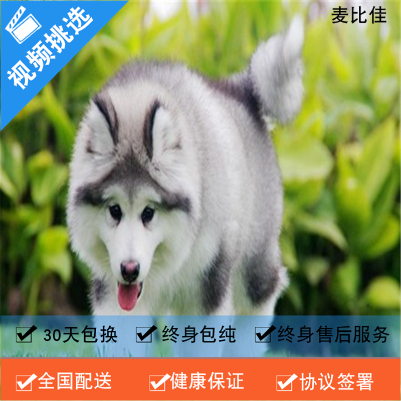 麦比佳 纯种巨型阿拉斯加幼犬活体宠物 熊版十字脸阿拉斯加雪橇犬 双血统烟灰色桃脸阿拉斯加幼崽 巨大型雪橇犬阿拉斯加犬3高清大图
