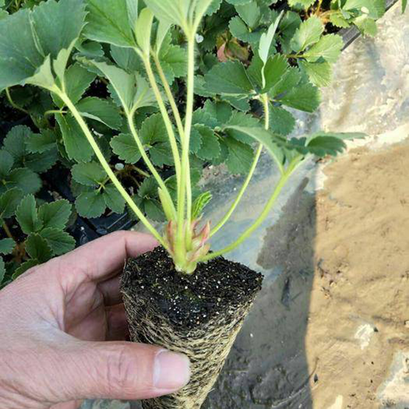 草莓苗原土盆栽室内四季奶油草莓苗阳台种植盆栽高清大图