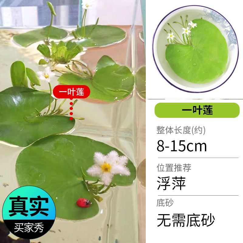 鱼缸造景莫斯沉木水榕无土植物懒人增氧真水草趴地矮珍珠陀草