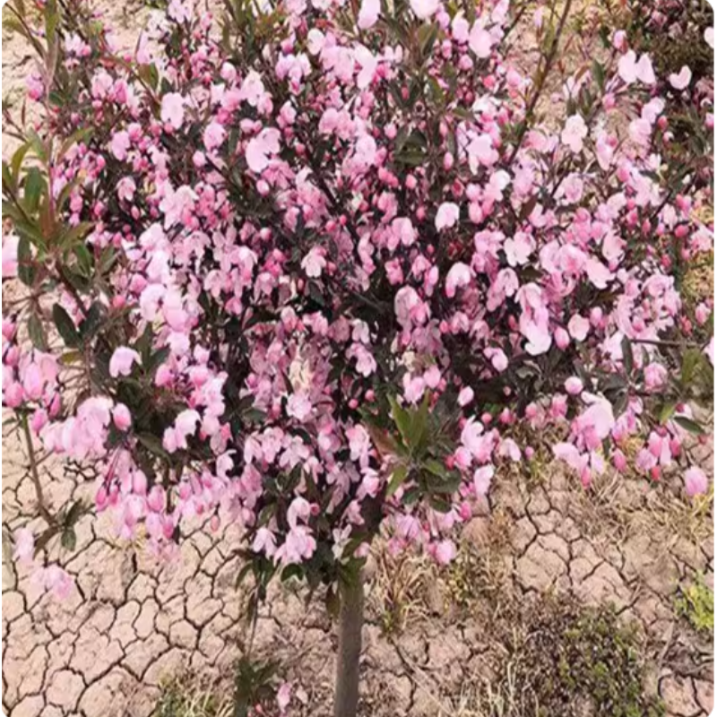 诚智旺 绚丽海棠 1米高/棵高清大图