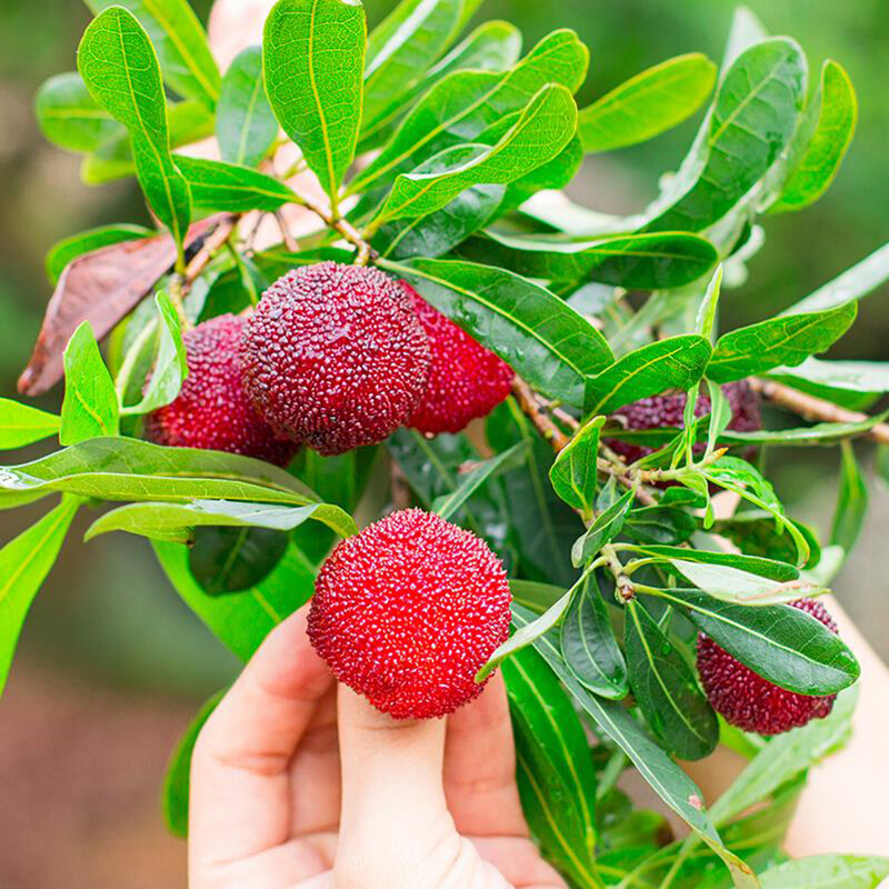 顺丰空运福建浮宫杨梅新鲜水果3斤精选装应季水果当季新鲜水果自营
