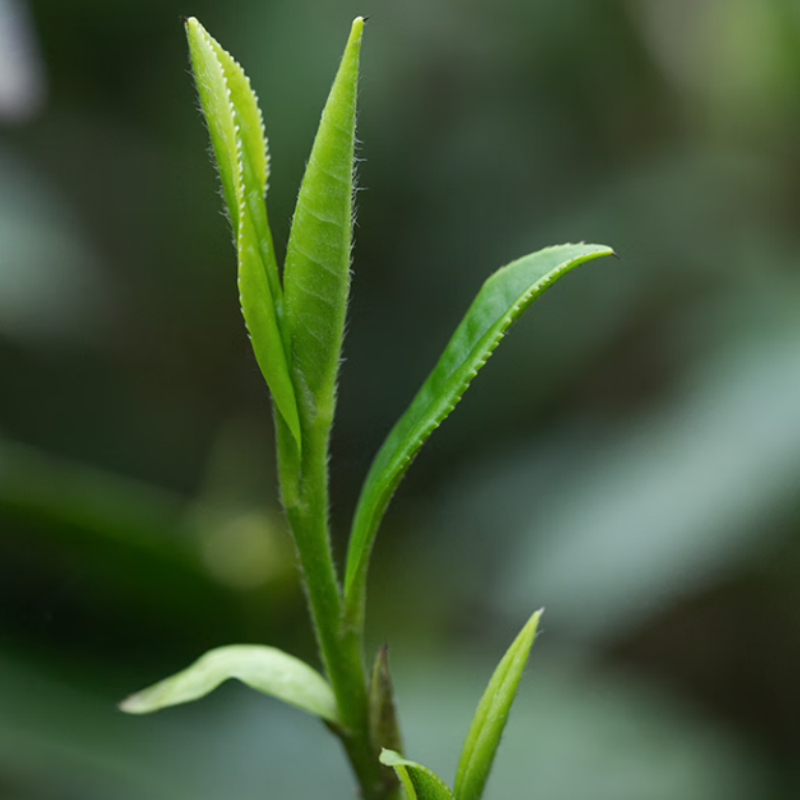 八马茶业红茶D0320鼎红3000 武夷山金骏眉168g高清大图