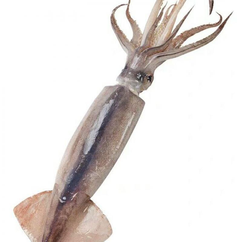 湛航软足类新鲜冷冻大鱿鱼3斤1斤冻鱿鱼片整只乌贼八爪海鲜烧烤约5斤装 价格图片品牌报价 苏宁易购博多客旗舰店