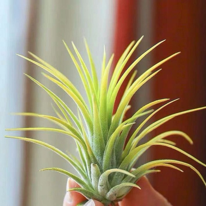 空气凤梨办公室内迷你盆栽绿植观花植物