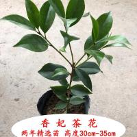 香妃茶花花卉绿植盆栽植物鲜花批发四季开花室内真花盆栽好养易活 香妃茶花 两年苗30-35CM[带分叉]