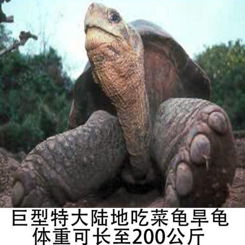 5-6厘米 情侣龟一对 陆地巨型吃菜龟特大龟活体宠物小乌龟活体龟粮下蛋龟乌龟蛋乌龟缸