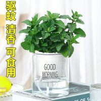 柠檬薄荷盆栽可食用薄荷叶苗驱蚊草水培好养花卉室内留香观叶植物