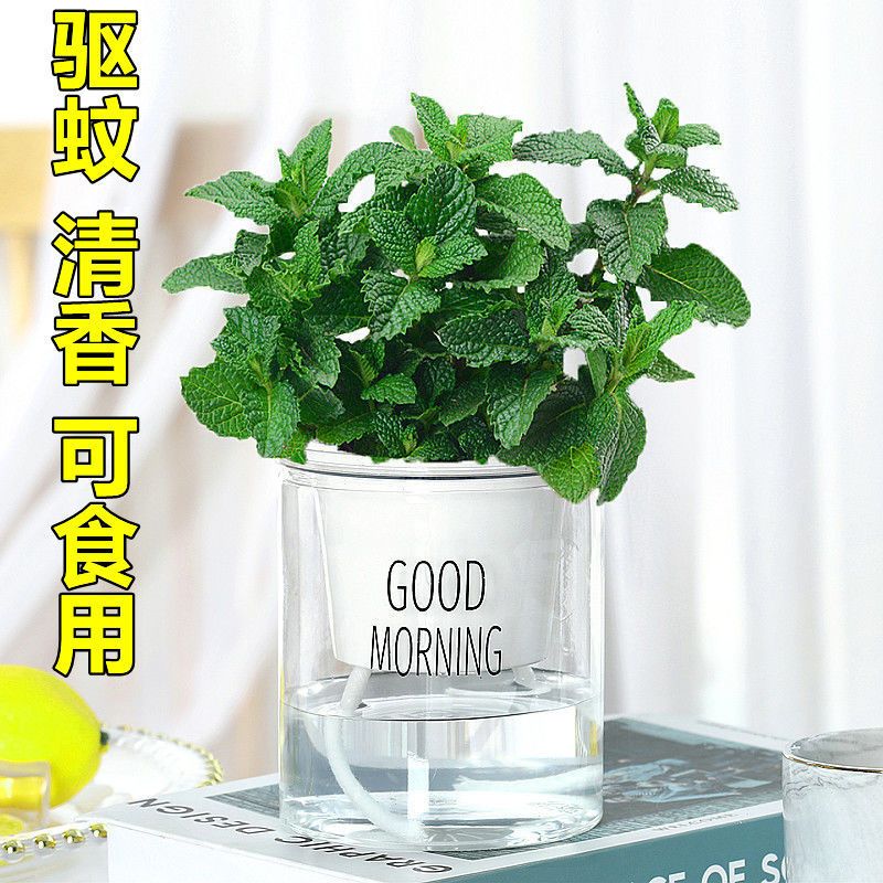 柠檬薄荷盆栽可食用薄荷叶苗驱蚊草水培好养花卉室内留香观叶植物