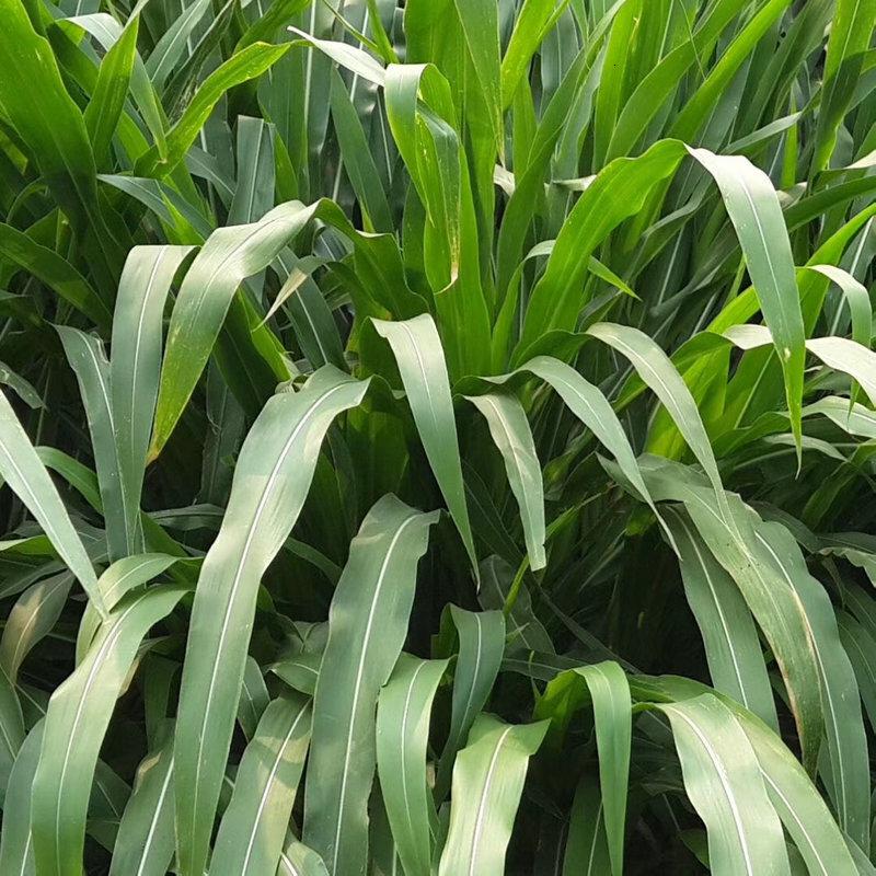 进口墨西哥玉米草种子牧草种子喂养牛草羊草鱼草鹅草种子