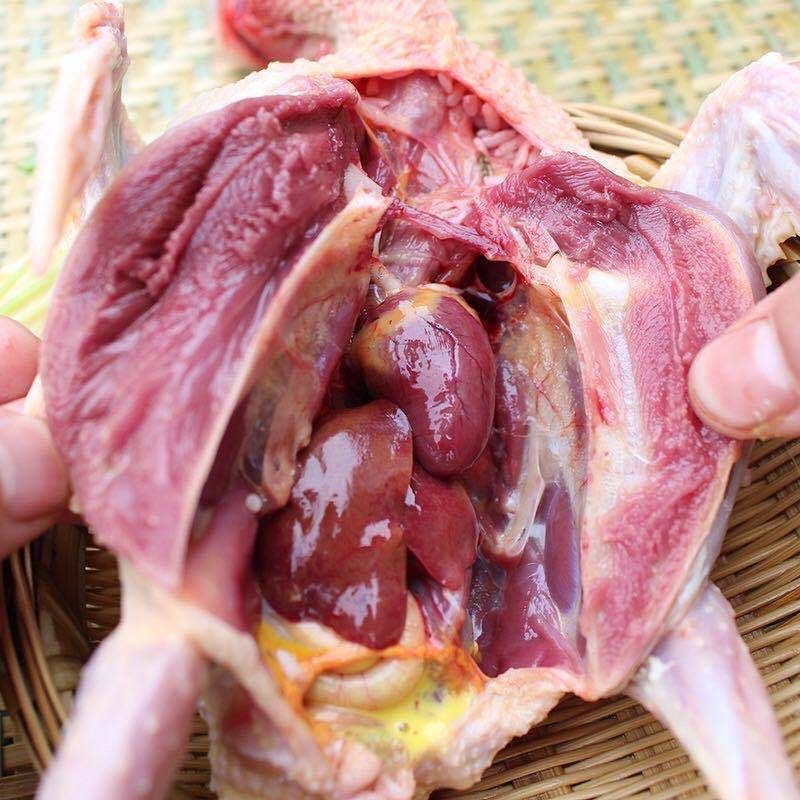 赛卡伊农家散养鸽子肉新鲜现杀乳鸽子批发土鸽子汤三年老鸽子肉生鲜