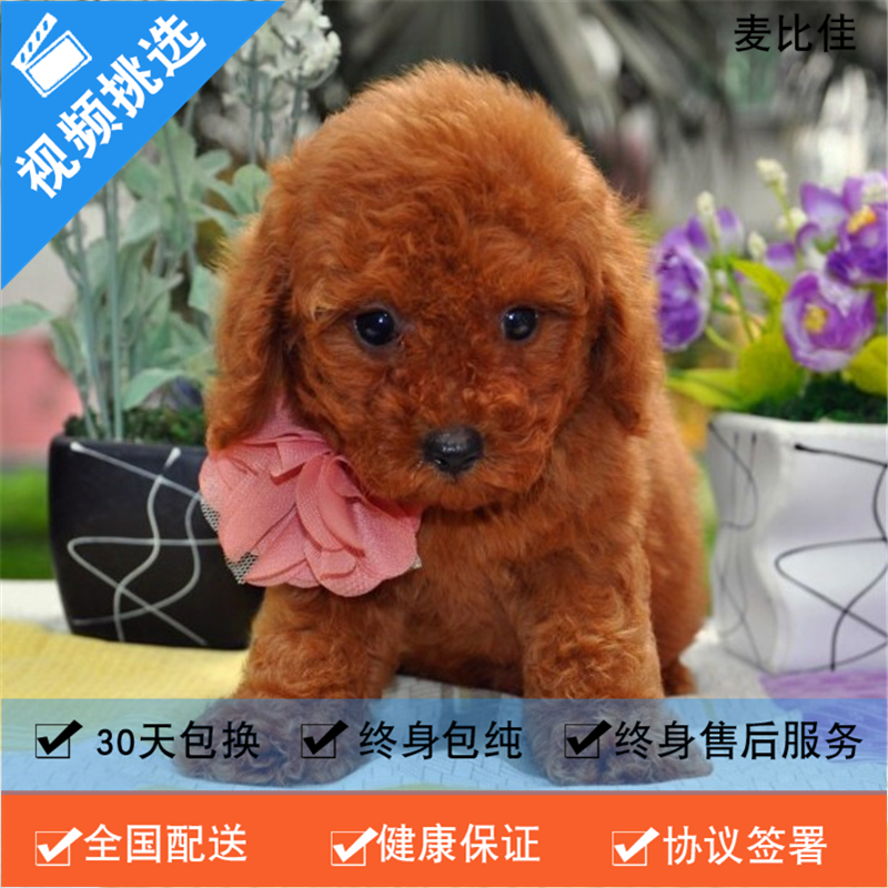 麦比佳纯种泰迪幼犬活体狗狗 茶杯型红泰迪幼犬长不大的泰迪狗狗白色小型犬 双血统赛级玩具型狗狗贵宾犬灰色泰迪犬比熊泰迪高清大图
