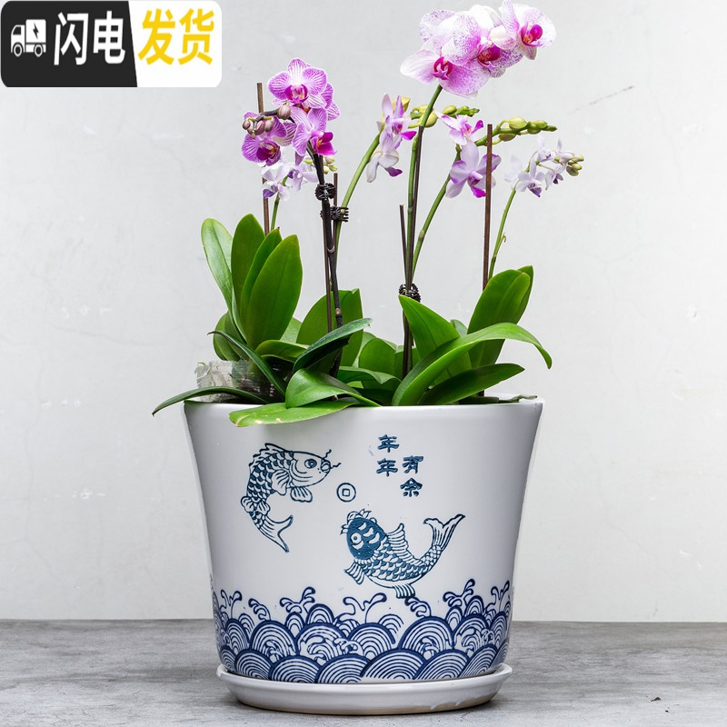 三维工匠28厘米陶瓷花盆特大号植物盆栽花盆君子兰花大花盆陶瓷带托盘 063年年有余加高款 外直径约23cm花盆容器
