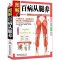 [醉染正版]图解百病从腿养 中医理疗养生保健书 家庭医学书 疾病预防和治疗 中医学外科学经典120种腿脚病的te效疗法