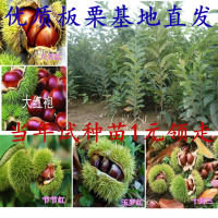 嫁接板栗苗 特大板栗树苗南北方种植盆栽地栽当年结果栗子果树苗