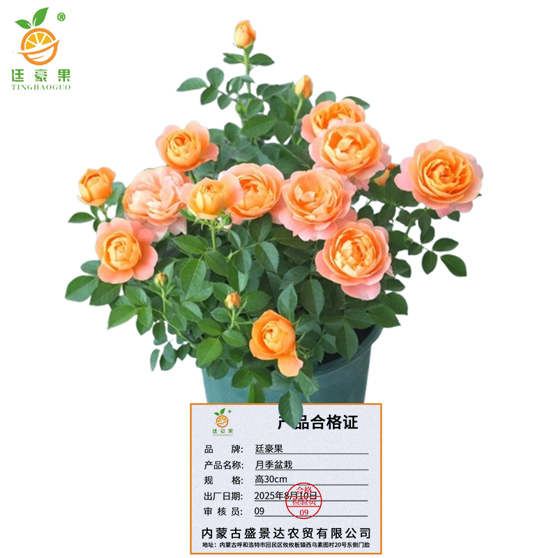 廷豪果 月季盆栽 高30cm /棵高清大图
