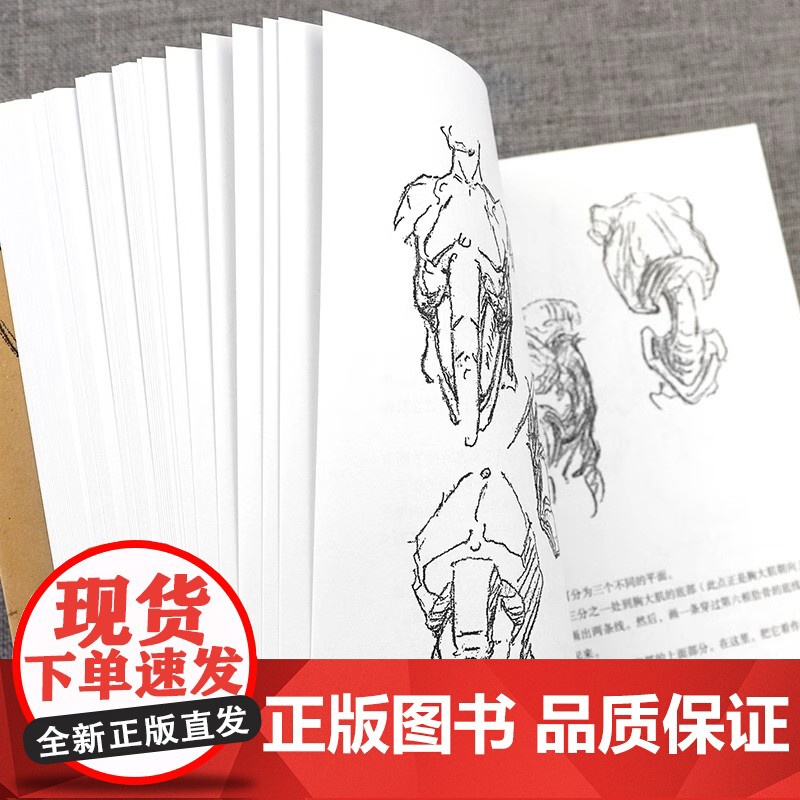 [正版]伯里曼人体结构全书袖珍版便携小开本 人体人物绘画教学素描大师速写临摹基础入门技法教程动漫画手解剖 美术艺考书籍高清大图