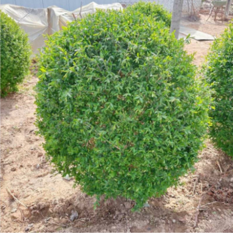 诚智旺 水蜡球 冠幅70cm/棵高清大图