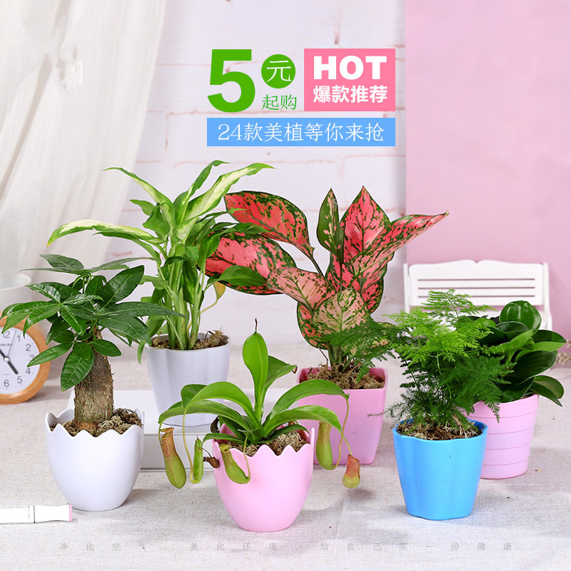 巧妈妈 Clevermama 园艺用品花卉盆栽发财树绿萝多肉植物新手植物盆栽室内水培绿植 含盆单杆发财树 B 非常容易养殖巧妈妈 价格图片品牌报价 苏宁易购巧妈妈专营店