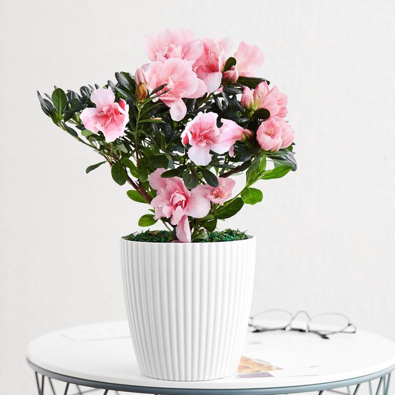 杜鹃花盆栽水培植物带花苞绿植花卉盆栽客厅室内杜鹃花四季开花