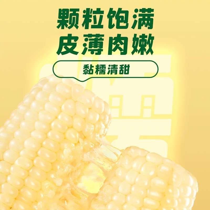 十月稻田 白糯玉米 4.16斤(260g*8根) 东北甜黏玉米棒 早餐苞米高清大图