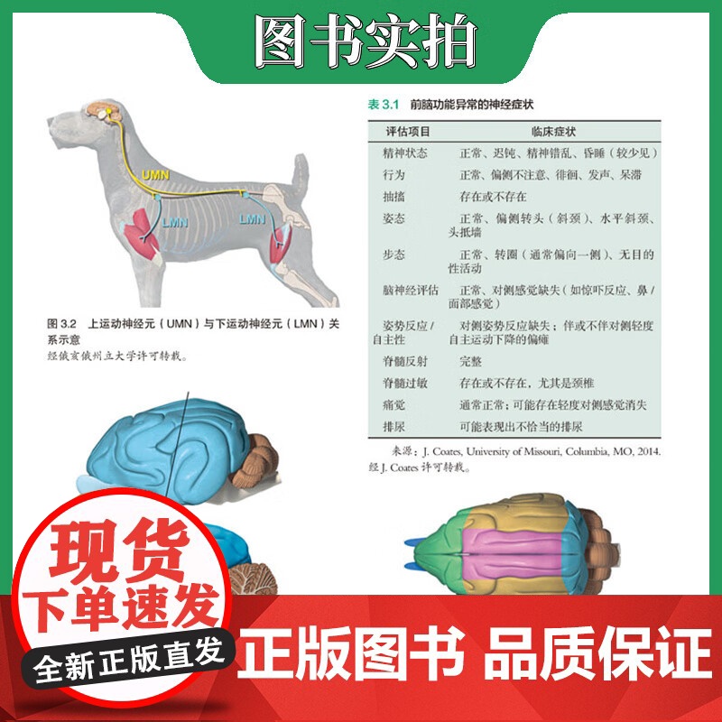 套装 2本一套 犬猫神经病学 犬猫神经病学实用指南:第3版 9787535293084 9787570608331高清大图