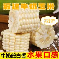 【西沛生鲜】福建牛奶玉米 净重4斤装 单根220g+ 箱装 香甜可口 时令蔬菜 西沛
