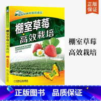 【正版】棚室草莓高效栽培 草莓种植书籍大全 草莓育苗技术 栽培管理 无土栽培模式参考书 常见病虫害及防治用书 草病用版