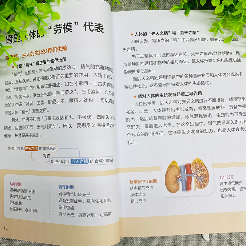 [醉染正版]章友康刘玉宁养肾饮食大字版 肾病食疗菜谱 护肾有方 综合征食谱肾衰竭慢性养肾书籍 养肾补肾书籍大全 女人男性高清大图