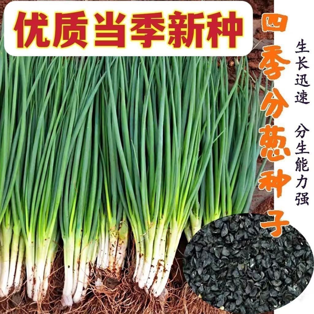 四季小香葱种子阳台小葱种子家庭种植盆栽葱种子易种蔬菜种子 均码 四季香葱种子1袋约1035粒
