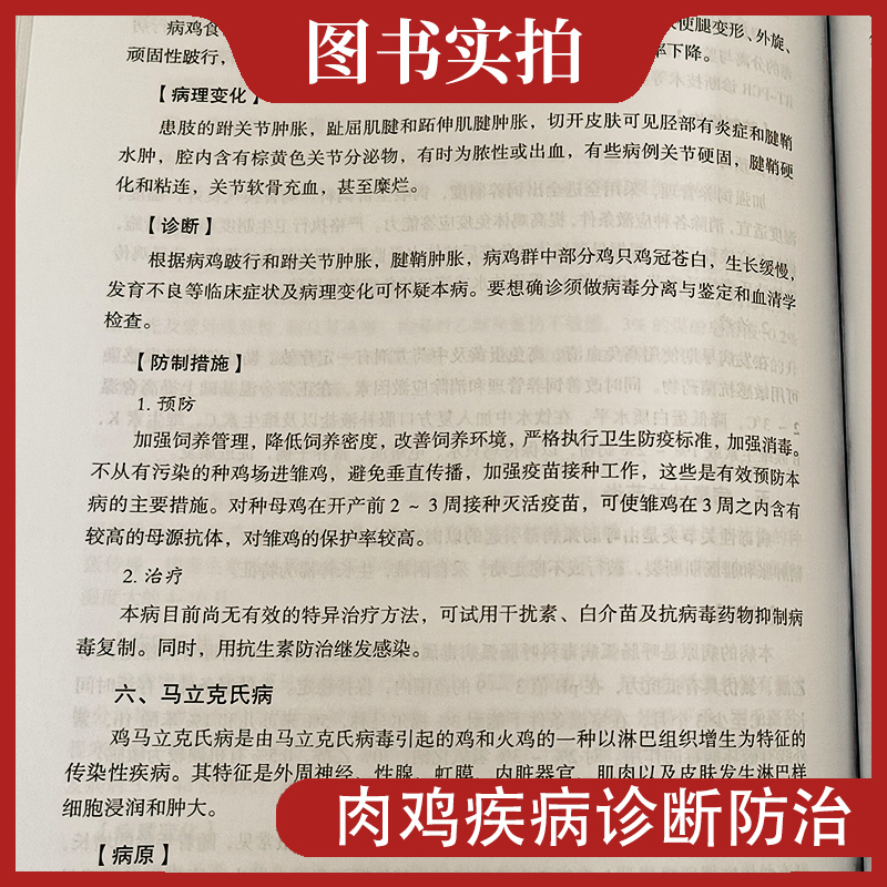 [醉染正版]肉鸡健康养殖与疾病防控关键技术 肉鸡养殖技术肉鸡疾病防控 鸡的营养北农阳光高清大图