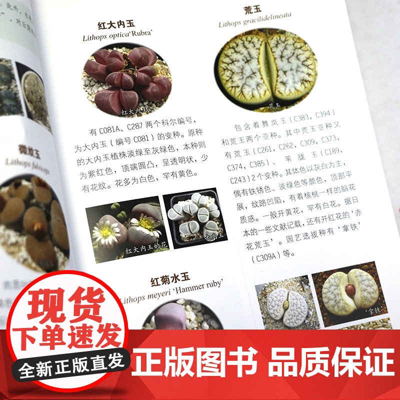 多肉植物图鉴(观赏·辨识·种植)常见多肉多浆植物园艺图集零基础养多肉这样养养护完全图鉴书籍高清大图