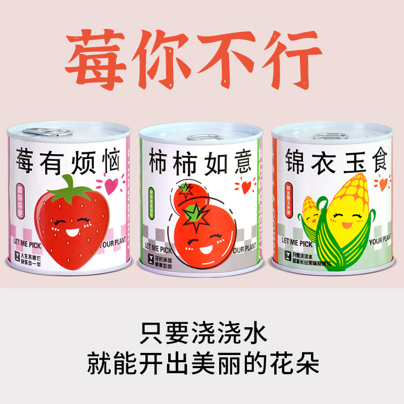小窝厘 易拉罐种植diy小盆栽桌面绿植栽培罐头植物网红祝福盆栽种子 款式随机(起订量:20盆)*高清大图