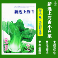 买3发6包四季蔬菜种子青菜香菜白菜生菜小葱黄瓜阳台盆栽香瓜冰糖 均码 B39-新选上海青约9克