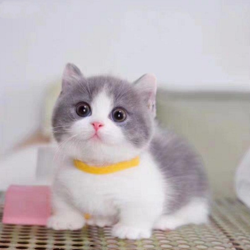 小猫崽宠物猫 报价行情 排行 品牌 参数 怎么样 图片 商家 苏宁易购