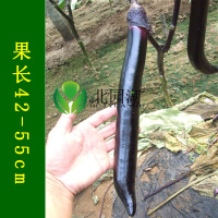 逍遥日本经典长茄子种子/籽 黑紫色 特长高产四季种植盆栽蔬菜种苗 经典长茄王20粒试种装
