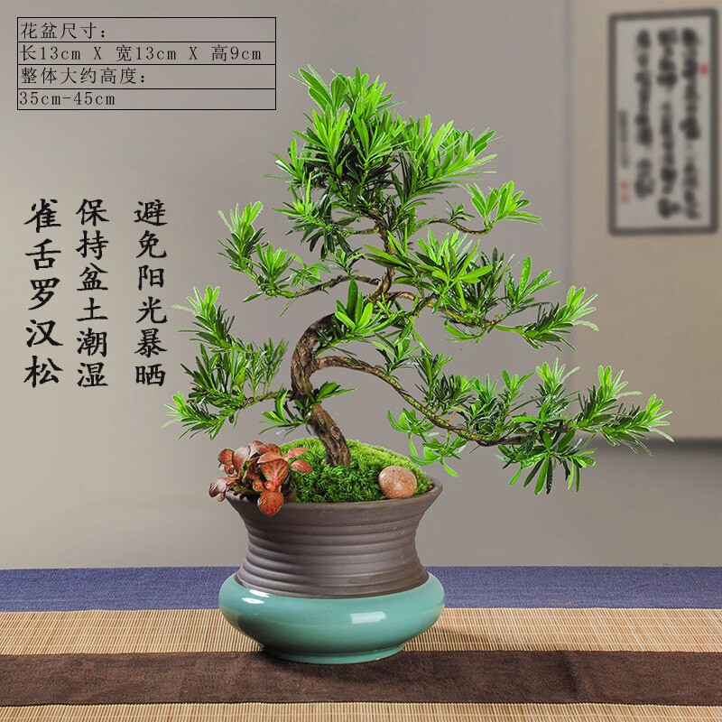 弹痕罗汉松大树罗汉松盆景造型罗汉松罗汉松树桩盆景迎客松四季常青盆栽植物净化空气淡雅 罗汉松带盆栽好报价 参数 图片 视频 怎么样 问答 苏宁易购