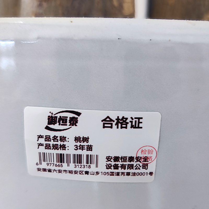 御恒泰 桃树 3年苗 棵高清大图