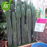 仙人柱仙人掌盆栽花卉龙骨盆栽多肉植物绿植擎天柱仙人尺盆栽