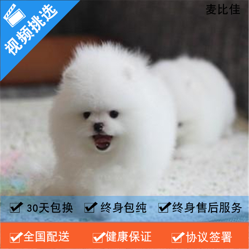 麦比佳 纯种哈多利系球体博美犬活体宠物 茶杯博美犬 日系俊杰双血统长不大的茶杯狗白色博美犬 赛级博美犬活体狗狗纯种博美犬高清大图