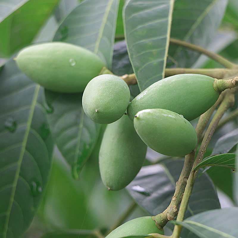 橄榄水果现摘新鲜青橄榄青果橄榄煲汤泡酒潮汕特产青橄榄生果 1斤
