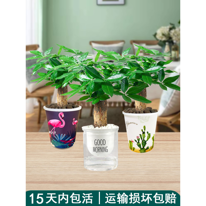 发财树盆栽植物室内桌面观叶招财小绿植办公室水培好养开运花卉报价 参数 图片 视频 怎么样 问答 苏宁易购