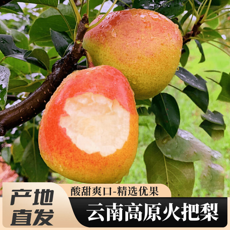 西沛生鲜云南高原火把梨净重9斤装大果当季水果梨子软糯香甜应季香梨