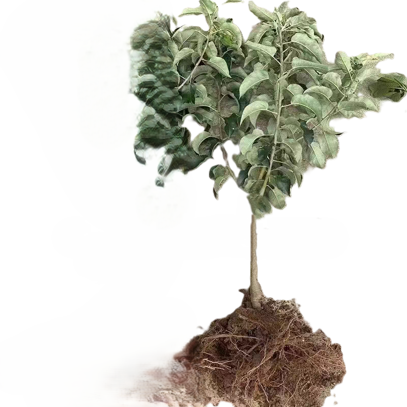 诚智旺 金香蕉苹果树 8-10公分 /棵高清大图