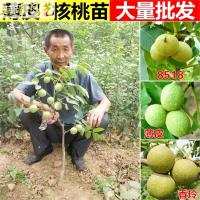 核桃苗8518嫁接苗薄皮核桃树苗南方北方种植盆栽地栽果树苗-网10年苗(拍下品种备注51cm(含)-80cm(含)