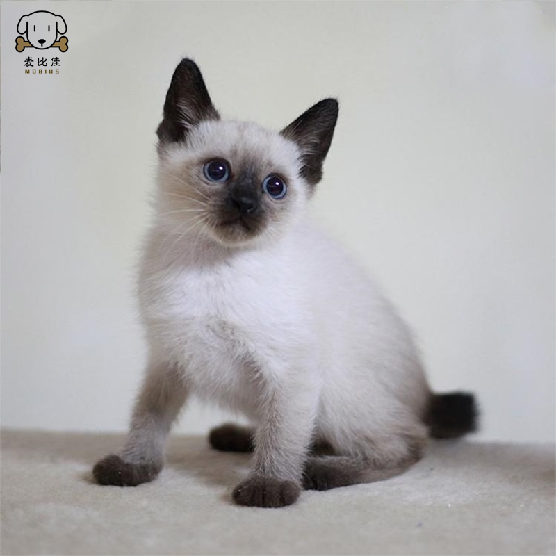 麦比佳 暹罗猫幼猫 纯种血统泰国暹罗猫幼崽活物猫咪幼崽宠物活体暹罗小猫挖煤工海豹重点经典色短毛猫公母有视频选猫空运直达高清大图