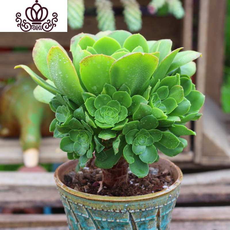 封后 Fenghou 园艺用品封后万圣节法师多肉精品多肉植物绿捧花缀化 一物一拍清棚八尺镜老桩公分不含盆花卉绿植盆栽 价格图片品牌报价 苏宁易购战狼家居专营店