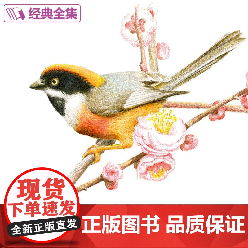 彩铅花鸟高清大图